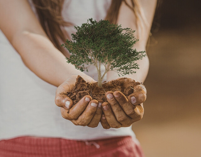 Dons d'arbre, compost et fines herbes le 10 mai 2026