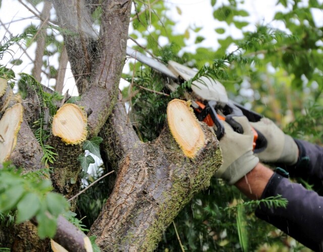 Demande de permis pour abattage d'arbres