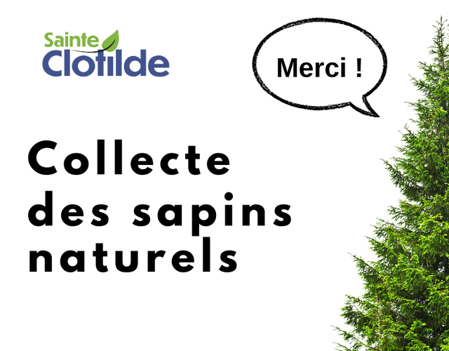 Collecte des sapins naturels