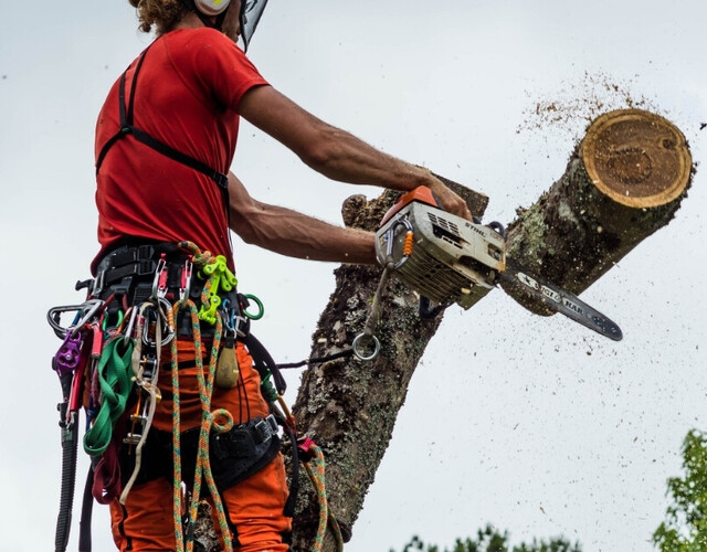 Prévenons les risques liés aux arbres morts